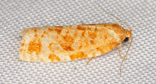 iNaturalist observation photo of Archipini