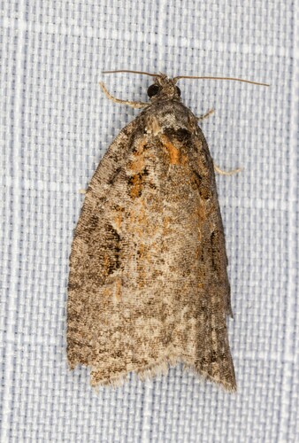 iNaturalist observation photo of Tortricid Leafroller Moths