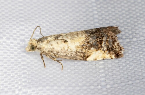 iNaturalist observation photo of Willow Gall Moth