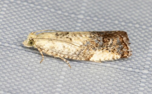 iNaturalist observation photo of Willow Gall Moth