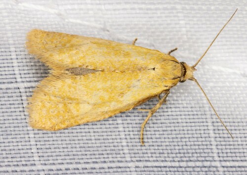 iNaturalist observation photo of Pyralid and Crambid Snout Moths