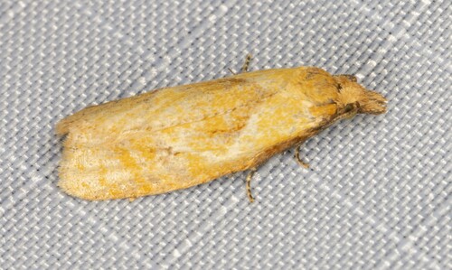 iNaturalist observation photo of Tortricine Leafroller Moths