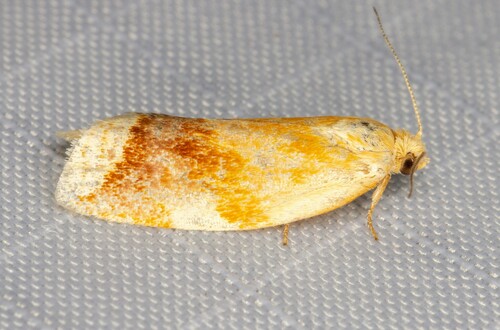 iNaturalist observation photo of White Triangle Tortrix