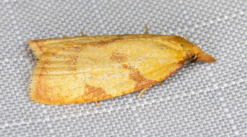 iNaturalist observation photo of Tortricine Ragwort Moth