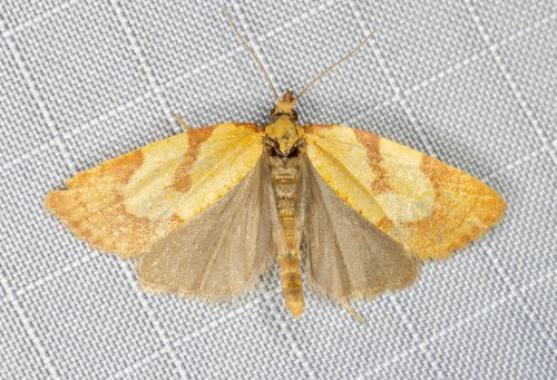 iNaturalist observation photo of Tortricine Ragwort Moth