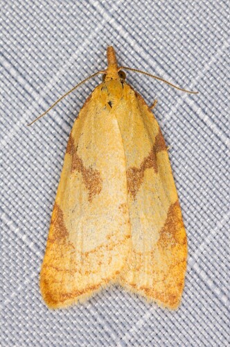 iNaturalist observation photo of Tortricine Ragwort Moth