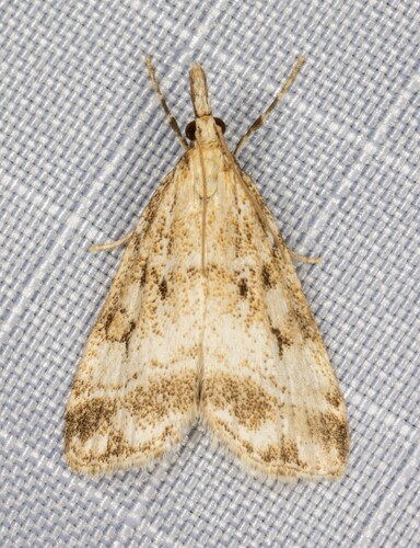 iNaturalist observation photo of Eudonia expallidalis