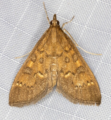 iNaturalist observation photo of Mecyna mustelinalis