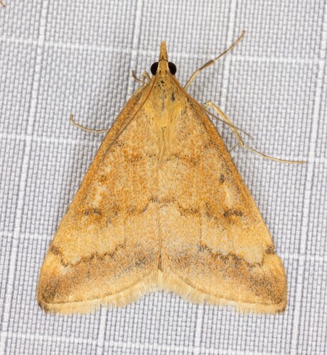 iNaturalist observation photo of Coyote-mint Pyrausta