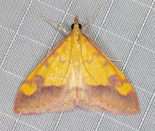 iNaturalist observation photo of Shasta Pyrausta