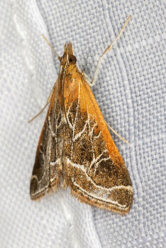 iNaturalist observation photo of Fulvous-edged Pyrausta