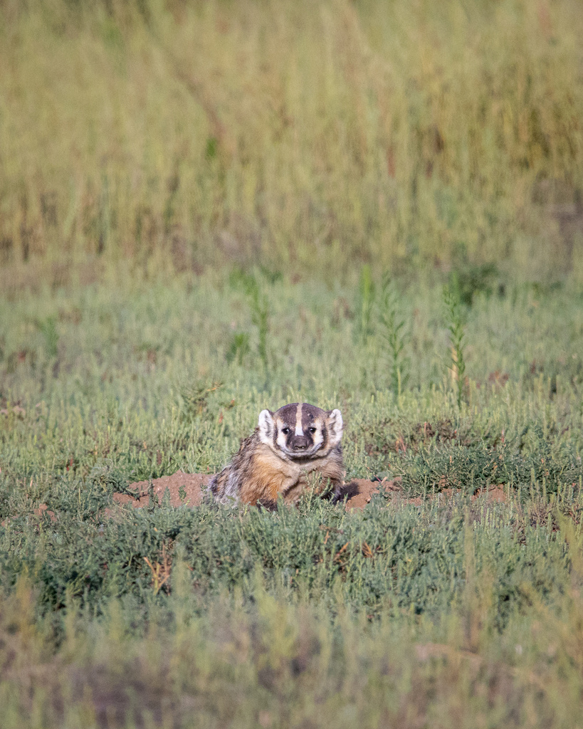 American Badger from Rocky Mountain Arsenal National Wildlife Refuge ...