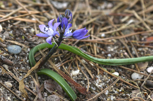 Scilla odorata