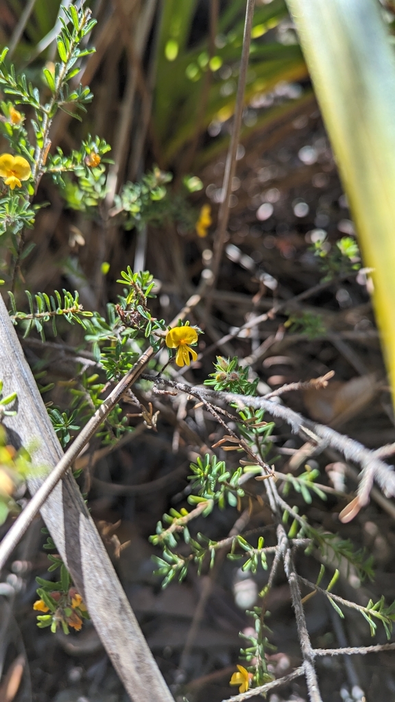 Hairy Bush Pea From Glenview Qld Australia On August At