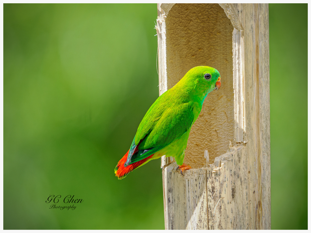 Pygmy Hanging-Parrot (Loriculus exilis) photo