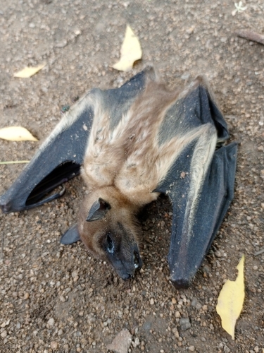 Straw-coloured Fruit Bat