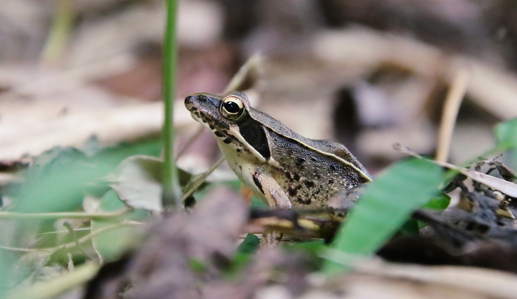 Japanese Brown Frog from Minakuchicho Kitanaiki, Koka, Shiga 528-0051 ...