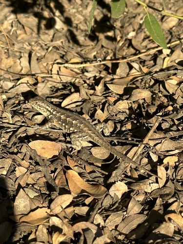 iNaturalist observation photo of Common Sagebrush Lizard