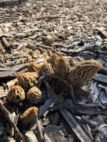 Woodchip Morel