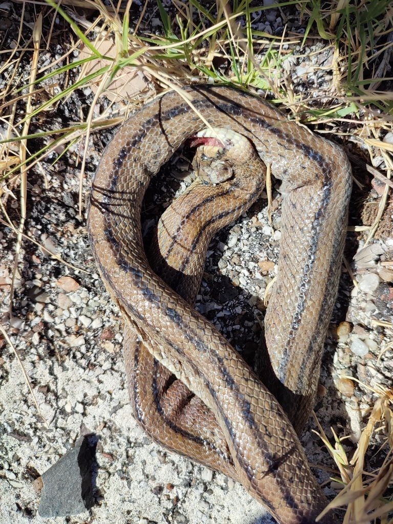 Ladder Snake from Margem, 6040, Portugal on August 31, 2023 at 1112 AM