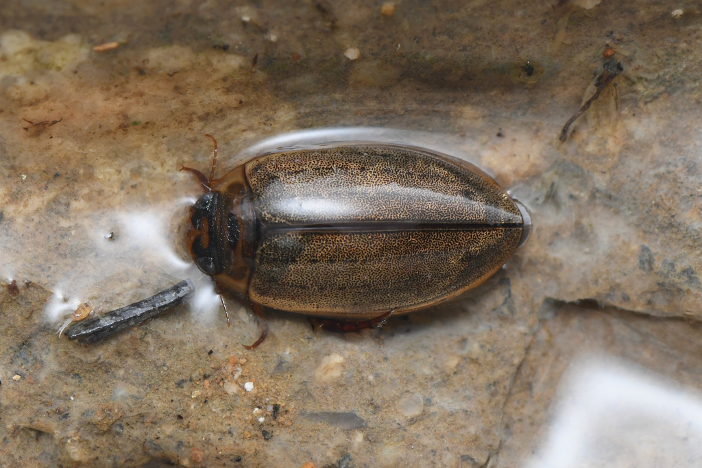 Cosmopolitan Diving Beetle from 牟平区, 烟台市, 山东省, CN on August 30, 2023 at ...