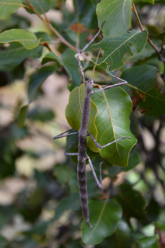 Achrioptera impennis