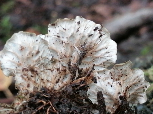 scaly pelt lichen