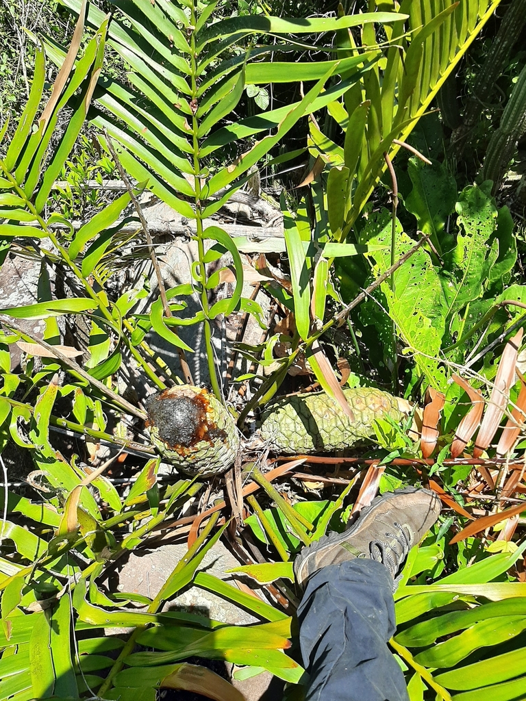 Zamia encephalartoides (Indian Cocoa Zamia)