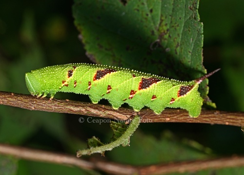 Callambulyx tatarinovii