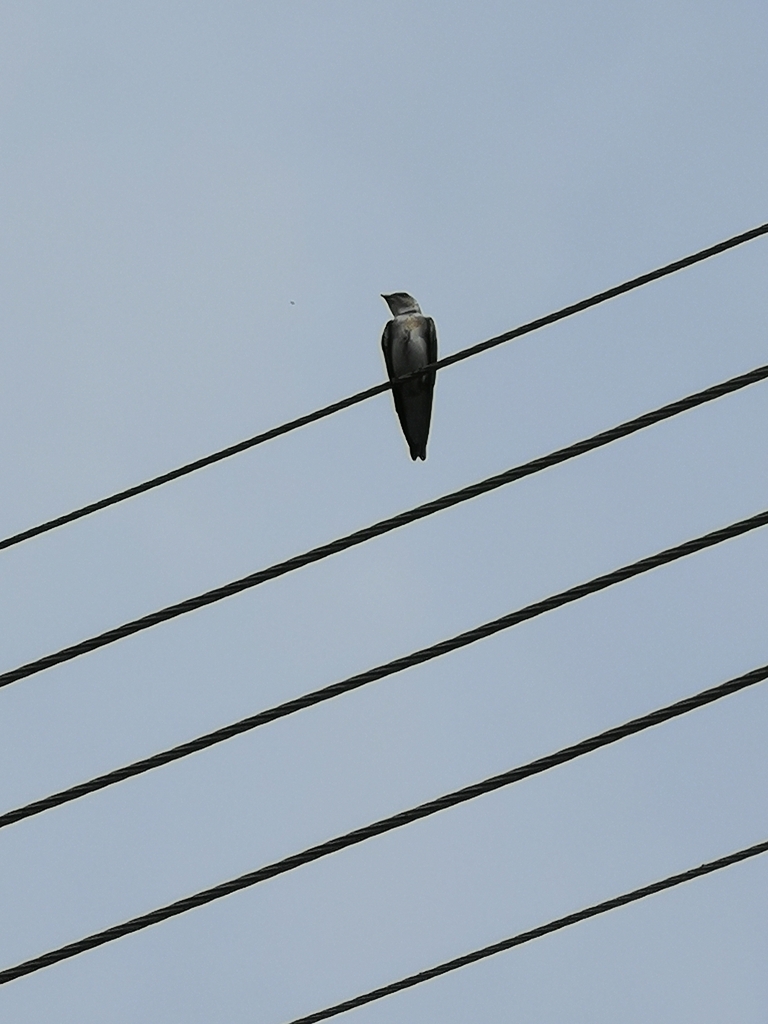 Brown-chested Martin from EGC-329 Estr. Pastor Walter Boger, km 4,8 ...