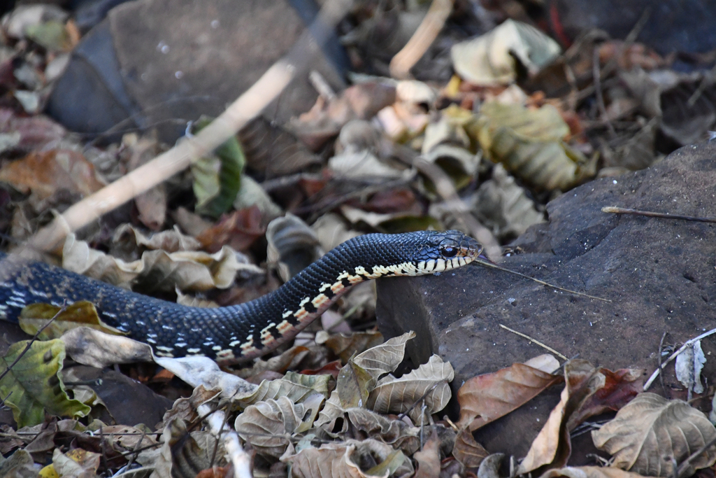 Giant Madagascan Hognose Snake From Marovoay, Madagascar On June 4 