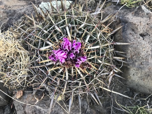 Echinofossulocactus crispatus