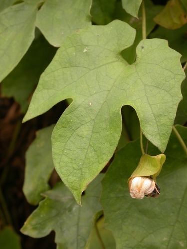 Momordica angustisepala