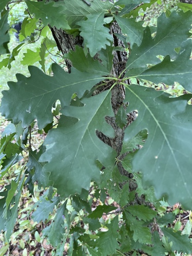 bur oak