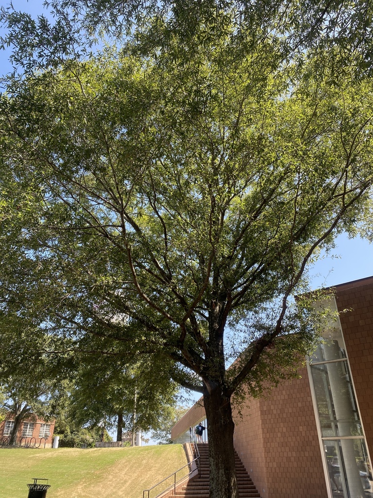 willow oak from Mississippi State University, Starkville, MS, US on ...