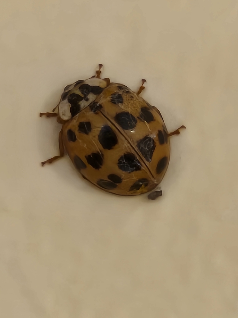 Asian Lady Beetle from Boulevard Manor, Arlington, VA, USA on August 31