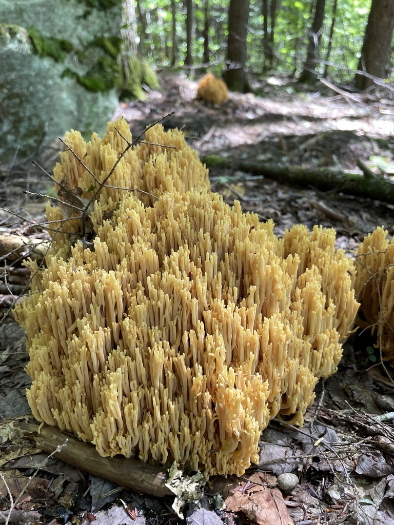 Coral Fungi from Jamaica State Park, Jamaica, VT, US on August 31, 2023 ...