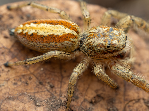 Marpissa pomatia