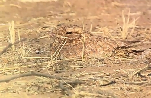 Golden Nightjar