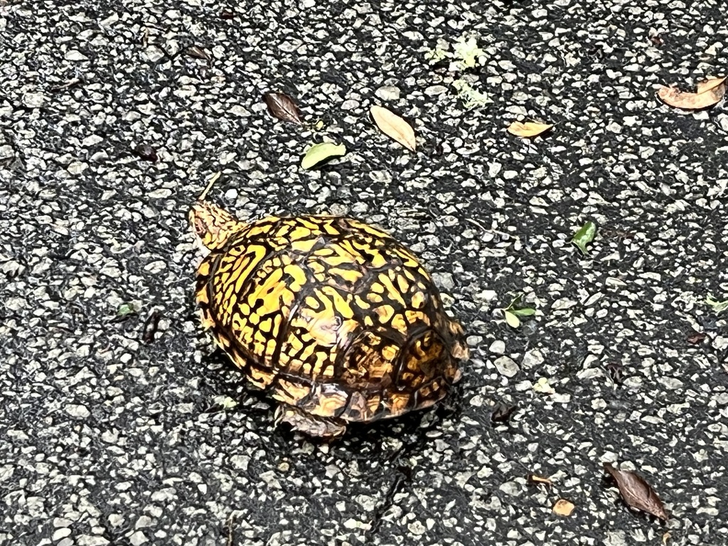 Eastern Box Turtle in August 2023 by Robert Fearn. Out during a ...