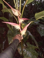 Heliconia colgantea image