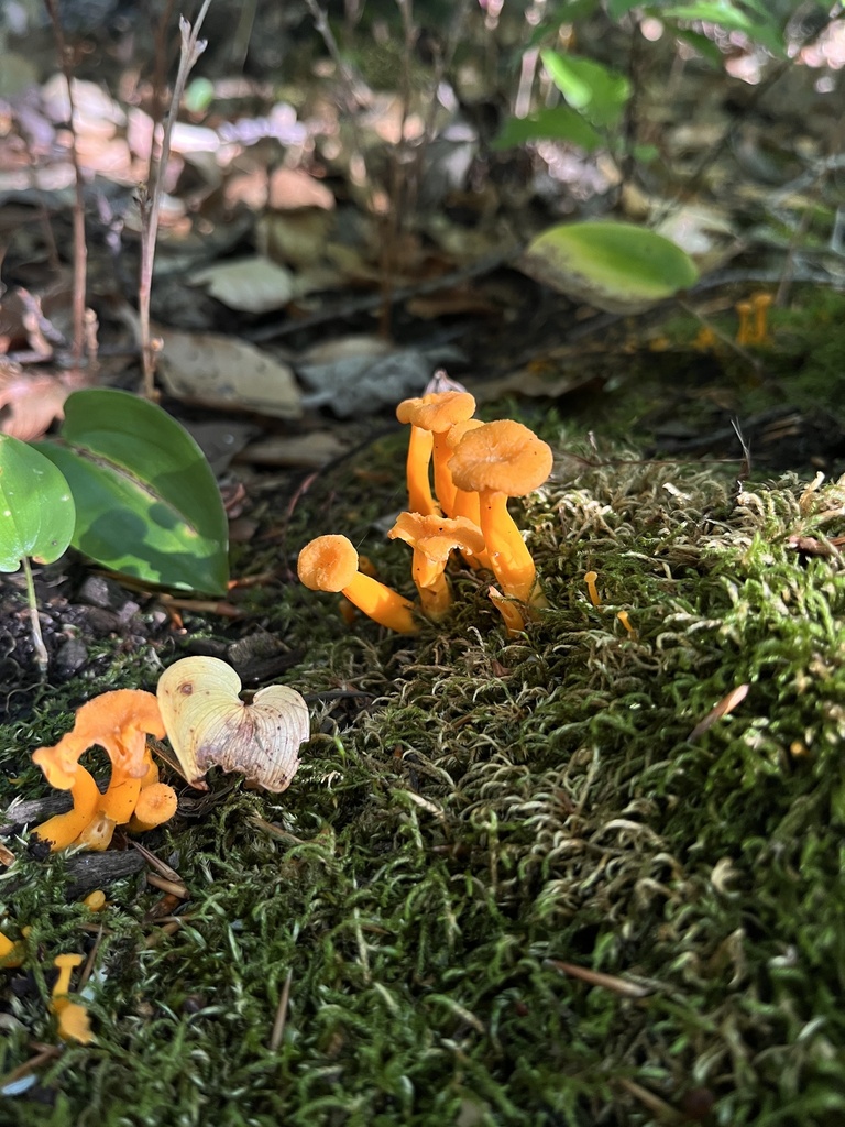 flame chanterelle from Killbear Provincial Park, Carling, ON, CA on