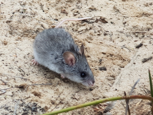 Silky Mouse (Pseudomys apodemoides) — Least Concern Mammalia