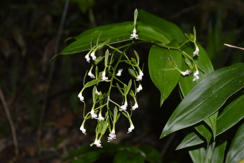 (Epidendrum veroscriptum)