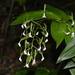 Epidendrum veroscriptum - Photo (c) Adrian Fernandez Diaz, כל הזכויות שמורות, הועלה על ידי Adrian Fernandez Diaz