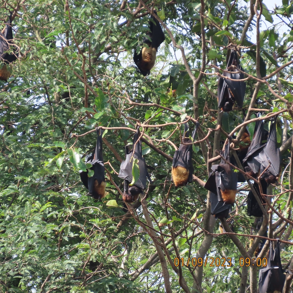 Indian Flying-fox from PQJR+3WF, Amritha, Hosur, Tamil Nadu 635126 ...