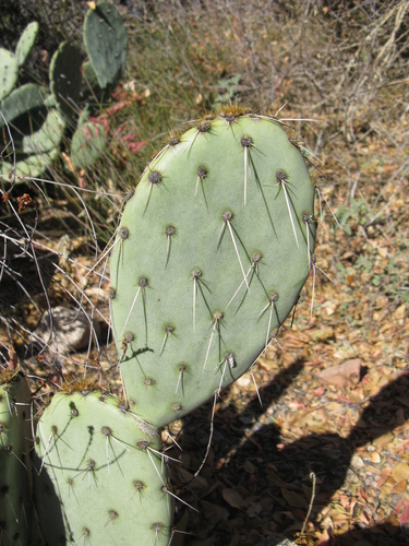 Narrow Pricklypear (opuntia Angustata) · Inaturalist