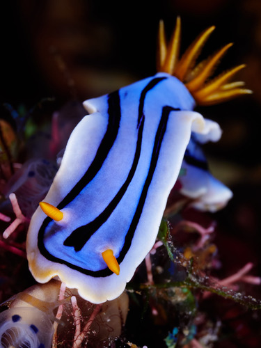 Loch's Chromodoris