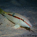 Red Sea Goatfish - Photo (c) tamsynmann, all rights reserved, uploaded by tamsynmann