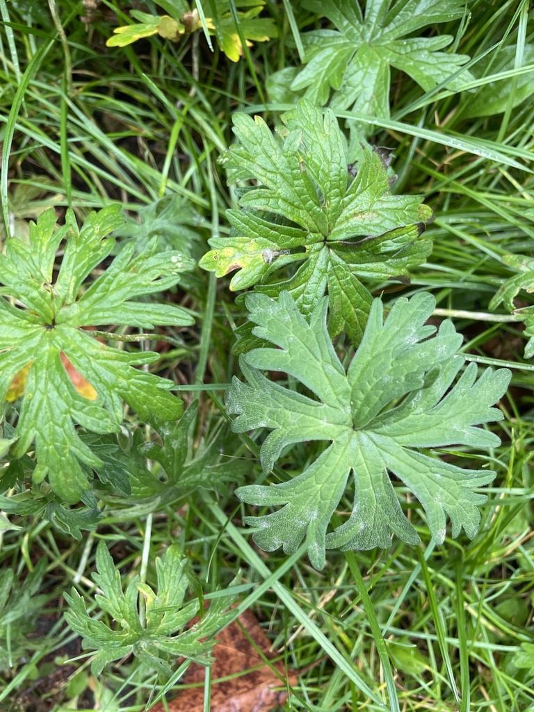 Meadow Crane'sbill from Kingswood Ave, London, England, GB on 01